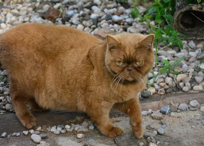 The Fabric Lounge 2* Faralya